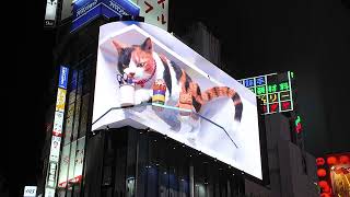 東京Tokyo｜新宿東口の猫（新宿東口貓咪）3D Billboard