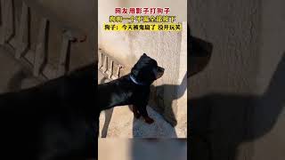 网友用影子打狗子，狗狗一个不漏全部接下来