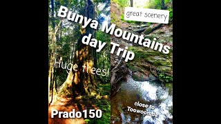 Exploring Bunya Mountains Day Trip Prado 150 Days Trips surrounding Toowoomba Region