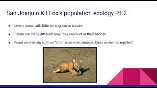 San Joaquin Kit Fox presentation