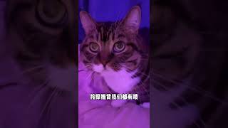 人，要进来玩一玩吗 小猫我什么都会哦抖音萌宠 猫咪的迷惑行为 萌宠计划 抖in萌宠计划 谁能拒绝傻憨憨的小猫咪