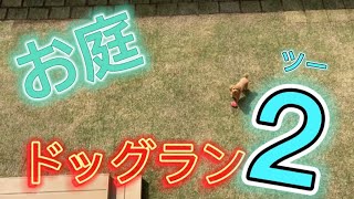 【芝生の庭】遂に完成！！お庭でお一人様ドッグラン！【トイプードル】パパが愛犬と一緒にメンテナンス！