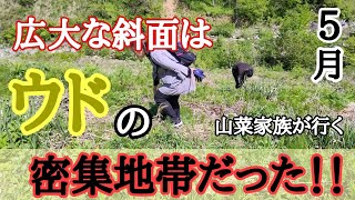 【山菜採り】山ウド１００本以上が生える斜面が存在した❗山菜家族が行く。