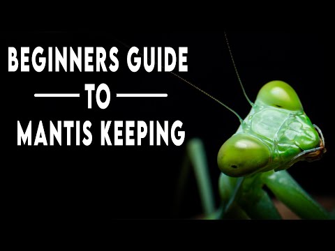 What is a giant mantis?