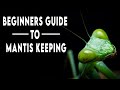 Praying Mantis Keeping 101 - A Beginners Guide