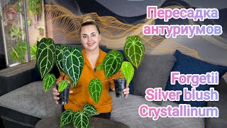 Пересаживаю антуриумы/Как выросли за 2 месяца?😱/Чем удобряю? Forgetii, Silver Blush, Crystallinum