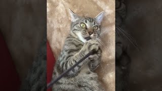 飼い主のパーカー紐で遊ぶ猫