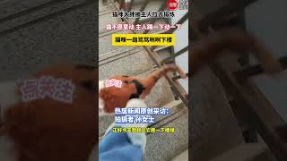 猫咪太胖不愿动，结果还是骂骂咧咧被主人拉下楼减肥#萌宠 #搞笑 #猫