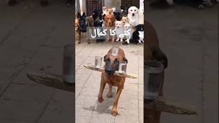 dog show  😱😱youtube #shots #viral
