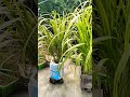 ছাদে কিভাবে আখ চাষ করা হয় method of cultivation of sugarcane on the roof