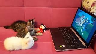 kittens watching tom and jerry / Murzik's funny family watches \