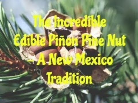 The Incredible Edible Pinon Pine Nut A New Mexico Tradition Youtube