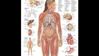 Human Anatomy : Female and male