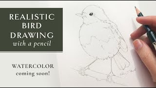 Easy Realistic Bird Drawing Tutorial - Pencil Sketch