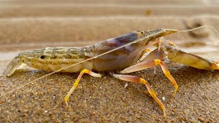 Daqi rushed to the sea to catch too many seafood, such as cat's eye snails, turbot and octopus.