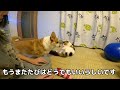 生まれて初めてまたたびを使ってみたら一番喜んだのはこの人【ノルウェージャンフォレストキャット】