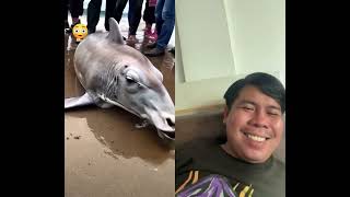 ត្រីចម្លែក #animals #shark #cute #funny #seal #youtube #viralvideo #youtubeshorts #trending #music