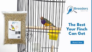 Gold Finch Mix | Breeders Secret Bird Products