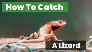 House Lizard Removal: How to Catch a Lizard Safely and Release It Outside - Quick Guide