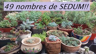 49 SEDUM y sus nombres. #sedum #suculentas #cactusysuculentas #jardin #suculentasdecoleccion #planta