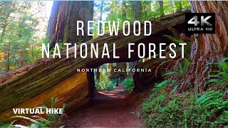 Treadmill Virtual Hike - Walking - Redwood National Forest Hike - 60 minutes - ASMR - No Music