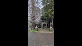 【DJI Pocket2】八鶴湖から日吉神社への散歩【2024年4月6日撮影】