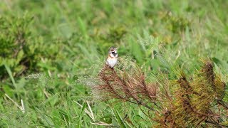 霧ケ峰高原のホオアカ（雄）のさえずり　その６（4K60P動画）