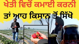 Success story of strawberry farmer  in Punjab ਪੰਜਾਬ ਦਾ ਸਟ੍ਰਾਬੇਰੀ ਕਿੰਗ Ep -3