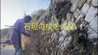 【山林開拓】石垣の清掃