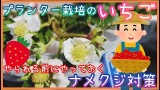 いちご/ナメクジ対策/やられる前にやっておきたい/家庭菜園/2022年/プランター栽培