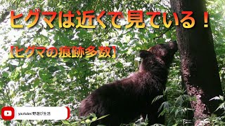 ヒグマは近くで見ている！