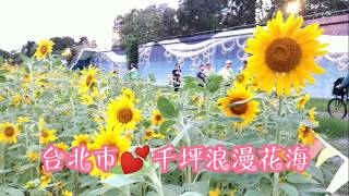 2019台北市美堤河濱公園。千坪浪漫向日葵花海盛開。還有大波斯菊,百日草花海