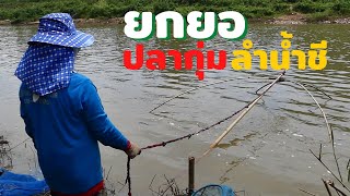 ยกยอปลากุ่มลำน้ำชี เขื่อนยางบ้านคุยเชือก มหาสารคาม Catch fish with startles at  Chi river.