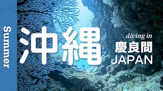 Framing Beautiful Underwater Scenery Through Nature’s Window [Diving Vlog] / Okinawa Islands