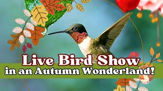 Live Bird Show in an Autumn Wonderland! 🐦🍁 Soothing Garden Moments #FallVibes