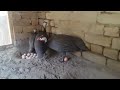 fascinating guinea fowl live egg laying 🐣🥚 unique nature s miracle 🌿🌍