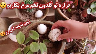 چگونه رشد گیاهان آپارتمانی را افزایش دهیم/ کود خونگی فوق العاده عالی برای گیاهان/چند روش سریع رشد گل