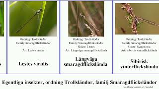 Egentliga insekter, ordning Trollsländor, familj Smaragdflicksländor smaragdflickslända lestes