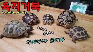 온 세계 육지거북 다 모였다(?) 대박..장난감같은 비쥬얼 심쿵주의...!!! [정브르] / land turtle breeding !