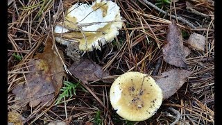 Gołąbek brudnożółty - Russula ochroleuca - Z jadalnością różnie bywa..