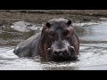 African Eden--Mana Pools National Park