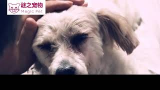 真实版忠犬八公 狗狗在公交站苦等主人 不吃不喝还哭泣让人很暖心