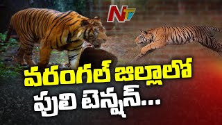 Tiger Wandering In Warangal Dist, Officials Collects Footprints | NTV