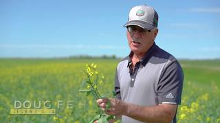 Later spray timing for Acapela™ | Corteva Agriscience Canada