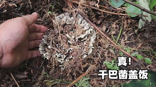 家附近採點乾巴菌蓋飯，這一碗蓋飯得有多香 Dried Mushroom Rice Bowl