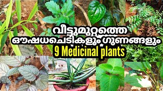 Important Ayurvedic Medicinal Plants And Their Uses ll വീട്ടുമുറ്റത്തെ ഔഷധ ചെടികളും ഉപയോഗങ്ങളും