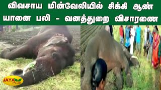 விவசாய மின்வேலியில் சிக்‍கி ஆண் யானை பலி - வனத்துறை விசாரணை | Kovai | Elephant Death | Power Plant