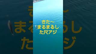 122-【アジ釣り】フカセ釣りで狙う尺アジ (本編122番のショート動画)...#shorts