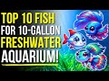 Top 10 Fish For A 10 Gallon Freshwater Aquarium! | Fish For 10 Gallon Fish Tank