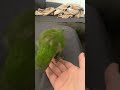 How to pick up a Birb (part 1) #fypage #fypシ゚ #fypシ゚viral #fyp #trending #popular #viralvideo #birds